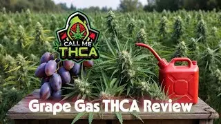 Grape Gas THCA Review - Call Me THCA - Chief Freedom's Hemp Reviews