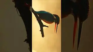 Rotate your phone & Feel the 30Second Beauty of Bharatpur & music together|| #ytshorts #wildlife #4k