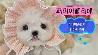 강아지분양 테디/미니비숑 성장스토리 애견미용사 엄마가 케어중!!💕퍼피아뜰리에💕 #강아분양 #강아지입양 #미니비숑분양 #테디비숑분양 #강아라이브 #강아지분양방송
