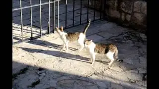 котиндия