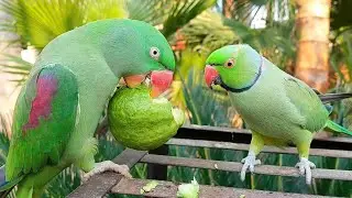 Alexandrine Parrot and Indian Ringneck Parrot Eating Guava