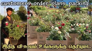 first quality rose plant customers Order plant backing... / Rose Plant online sale / best rose plant