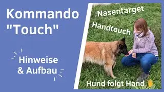Hund Handtouch beibringen I Hund beibringen der Hand zu folgen I Hund Nasentarget beibringen