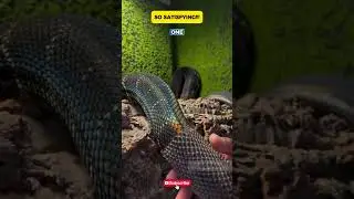 Why Snakes Shed Their Skin &ndash; Surprisingly Satisfying!