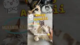 Misteri perut gembul padahal rajin olahraga 🤣 #cat #pets #cute #抖音舞蹈 #shorts #shortvideo #funny
