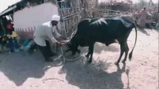 Milk in Rawiyan, (Humera) Ethiopia