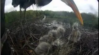 cornell herons- feeding 5-8-2012 14.03.04 AM.avi