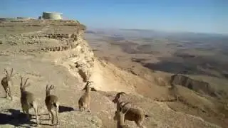 עדר יעלים במצפה רמון על שפת המכתש!!!!