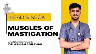 Muscles of Mastication || Head And Neck Anatomy || First Year MBBS || Anatomy Lectures by Ashish