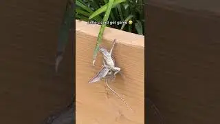 Little Lizard got game 😅 #shorts
