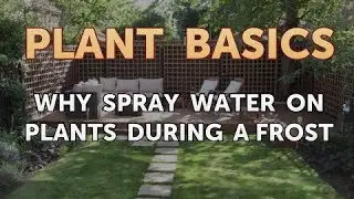 Why Spray Water on Plants During a Frost