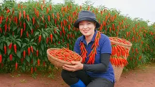 Harvesting Super Spicy Chili Go to Market Sell & Cooking Crunchy Pig Ear Salad with Veggies