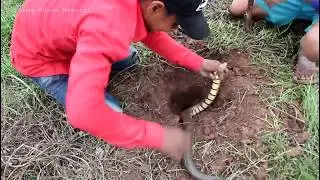 Amazing Boys Catch Snake In The Hole On The Farm