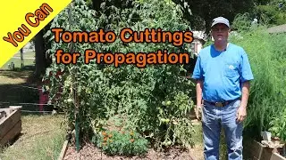 How to propagate, clone, and root  tomato cuttings  from existing plants.