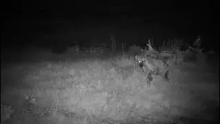 Djuma: Lone Hyena-blind in left eye - 20:20 - 06/10/19