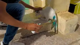 The poor stray cat needs the blue Spray to heal his wound.