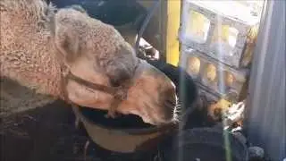 Camel drinking water