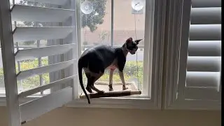 PETPAWJOY Cat Window Perch Amazon Review