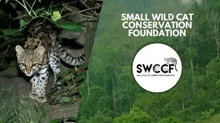 Demystifying the Pampas Cat of South America | Wildlife Conservation Expo 2022