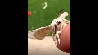 Cute Venezuelan poodle moth  #shorts #viral