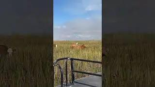 Funny sighting on air boat ride 🐄🕊️#viral #reels #viralcontent #cow #birds #boat #viralshorts #sky