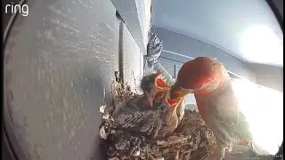 House Finch Chick Raising - Day 29 - Crowded Nest