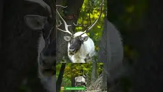 #RenoEnPausa | El vig&iacute;a del bosque templado | Rangifer tarandus | #fauna