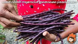 പയർ വിത്ത് നടുമ്പോൾ ഇതൊക്കെ ശ്രദ്ധിക്കണേ🌱 