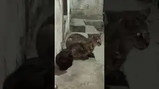 Cat and kittens in cold #cats #cat #adoptstrays #straycat #feralcats #catsanctuary #catfamily