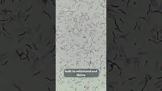 Life On An Earth With No Oxygen