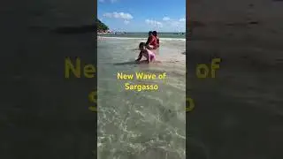 Unusual Wave of Sargasso in January #sargazo  #riveramaya #playadelcarmen