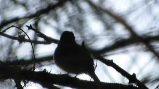 Pacific-slope Flycatcher Song
