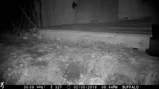 Peromyscus mouse at Manomet