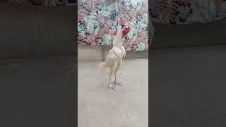 aseel murga Ki azan