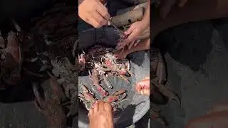 cleaning mud lobsters 🦞 #fruit #howtomakebukosalad #cooking #bukosalad #foodpreparation #satisfying