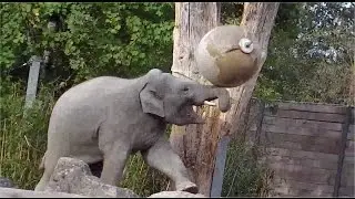 Elephant Ludwig - Polar Bear Yoghi - Tierpark Hellabrunn