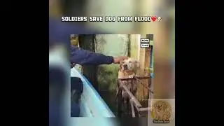 Heroic soldiers save poor dog from drowning after flood🐶