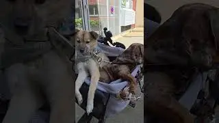 Bike trips with dogs ❤️...#rescuedogs #adopteddogs #villagedogs