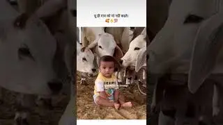 #viralvideo #reels#shortsvideo #shorts#youtubeshorts #love #pyar#video#cow#gausevak #gauma#instagram