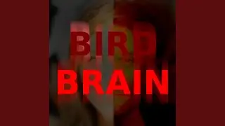 Bird Brain