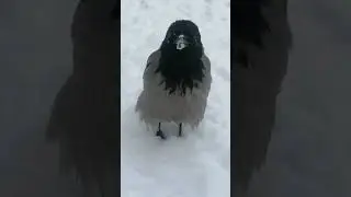 Молодая ворона в панталонах / Young crow in pantaloons #crowfashion