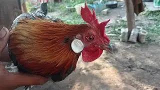 ມືນຕາ​ປ່ຽນໄປ​ມາຢາມເຈົ້າຂອງຄ້າຍເຈົ້າຄຳພີລູກບີແຕກ