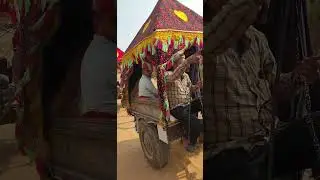 camel Cart Safari in Desert