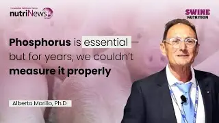 PHOSPHORUS in SWINE NUTRITION: Expert insights - NUTRINEWS ON AIR Dr. Alberto Morillo