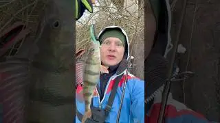Мой любимый монтаж по окуню! #рыбалка #fishing #окунь #монтаж
