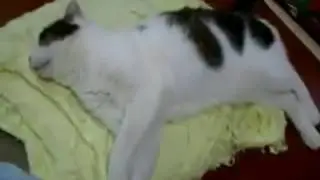 кот бежит во сне / o gato corre durante o sono