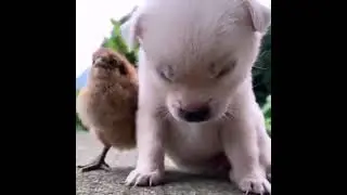 funny baby dog snooze with baby chicken friend || Aw Pets