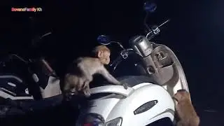 Sovana Family Kh help Two newly abandoned monkeys to sleep in a tree after feed them ready