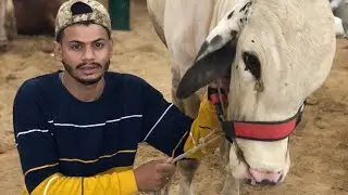 Maman mandi #karachimandi #malirmandi2025 #lifeisbutadream #karachimandi #farmanimal