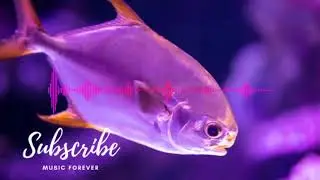 Music Forever/Top 20 Jarico Songs || Best Music Of Jarico ||baixe gratis